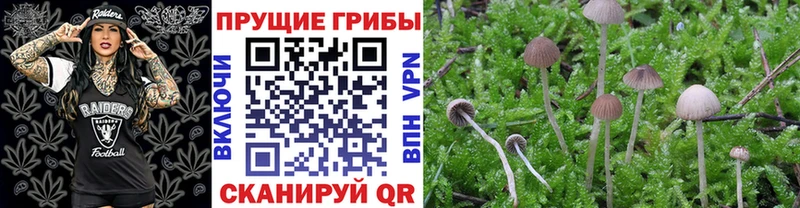 Купить где  Красный Кут  Галлюциногенные грибы Magic Shrooms 